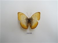 藏品(蛺蝶科-非洲(一))的圖片